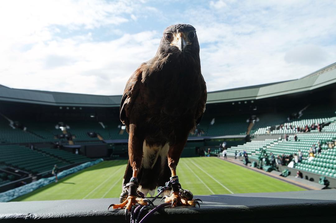 Rufus the Hawk at Wimbledon